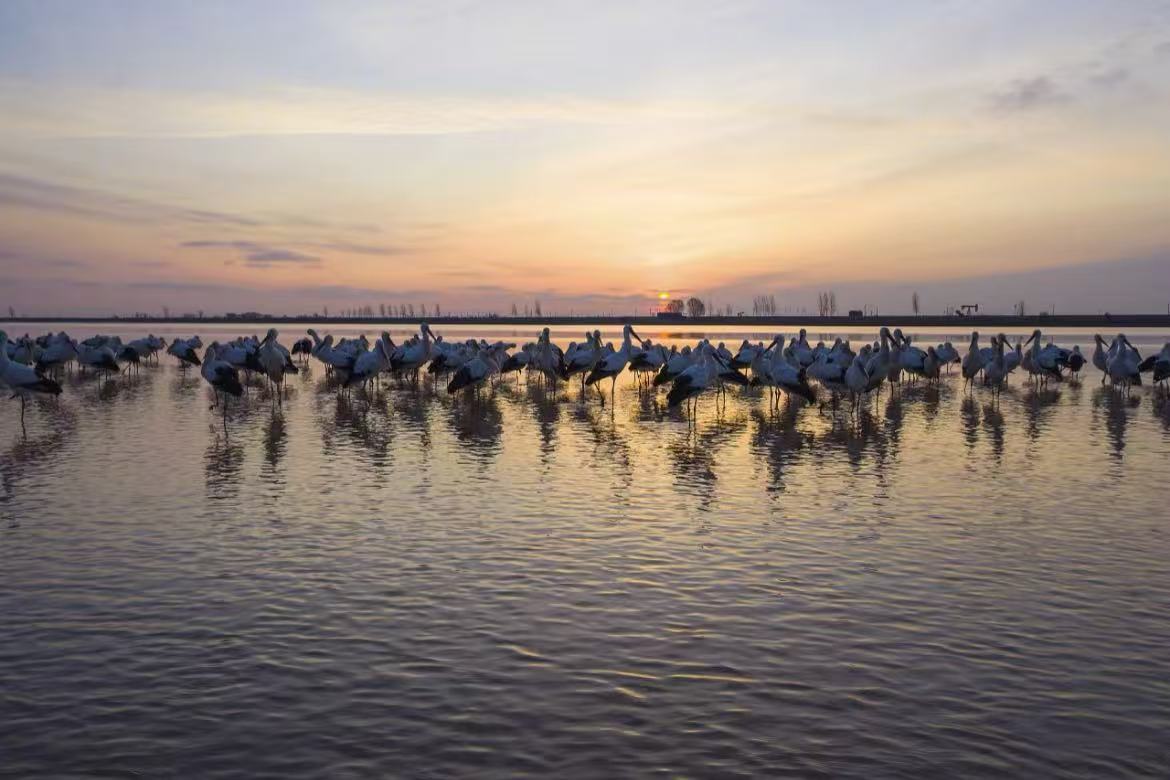 Yellow River Estuary Ecological Tourist Area